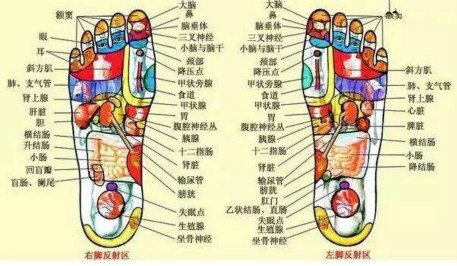 最新足部反射区示意图，揭示足部与身体健康的密切关联