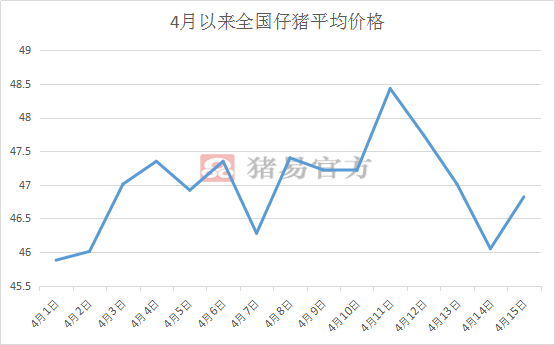 小猪价格今日动态，最新消息与市场影响因素分析