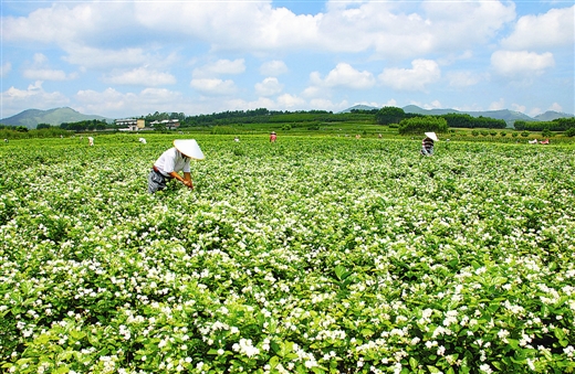 横州最新出租房市场深度解析