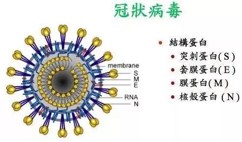 全球冠状病毒最新动态，疫情进展与应对策略更新