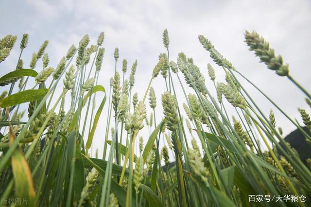 今日小麦价格动态解析与趋势分析