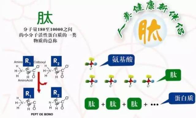 最新肽技术引领生命科学新篇章