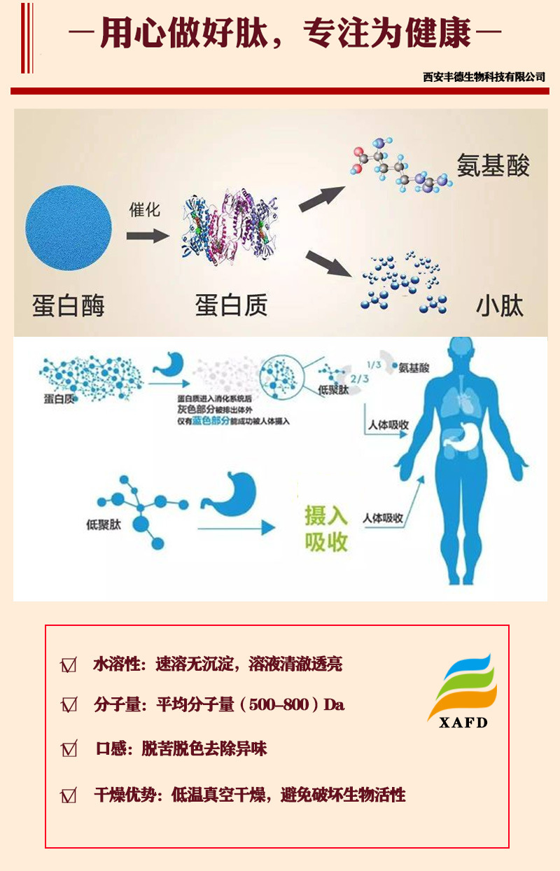 肽最新研究进展与应用领域拓展概览