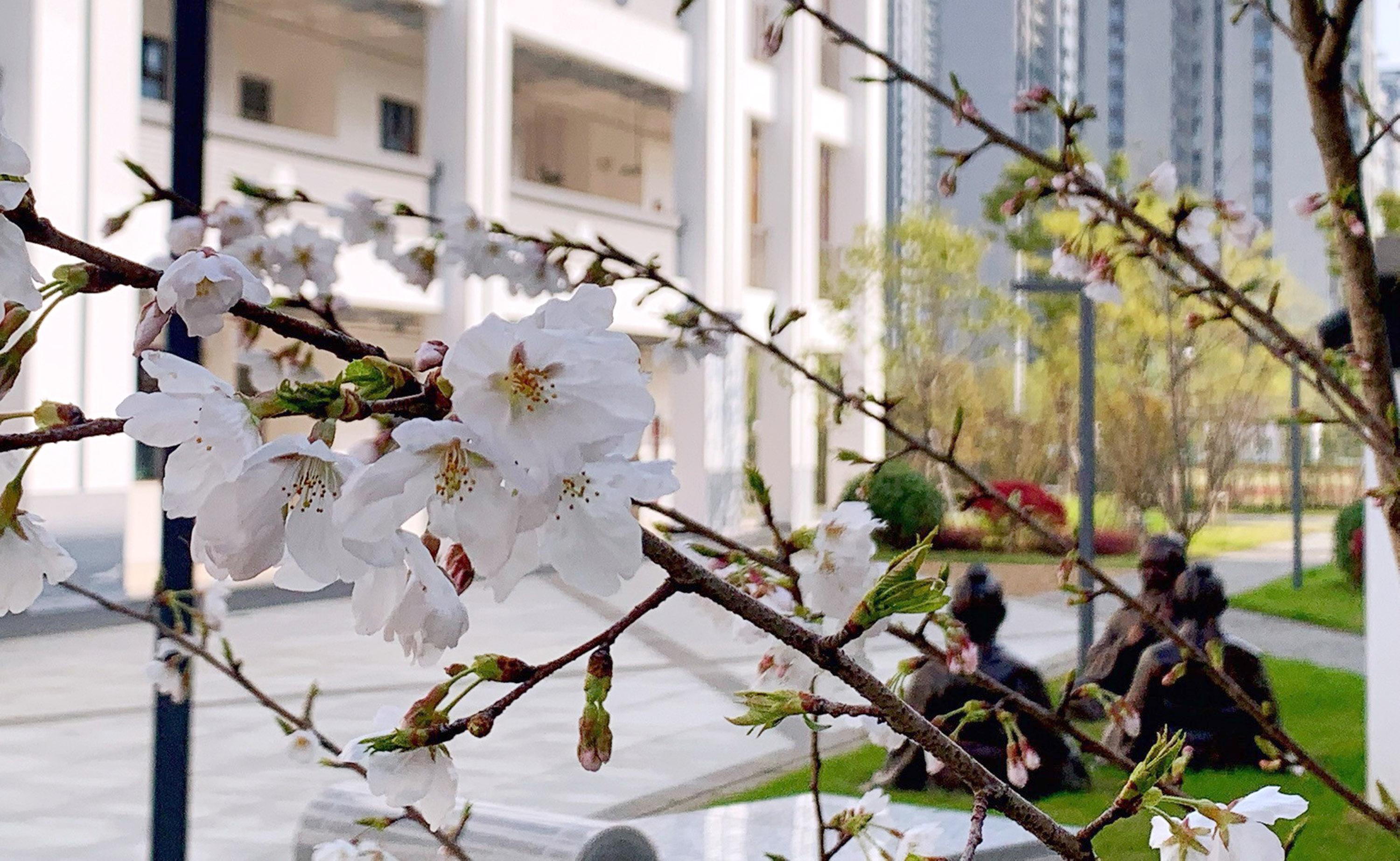 苏州市劳动路重塑规划，城市核心动脉未来蓝图揭秘