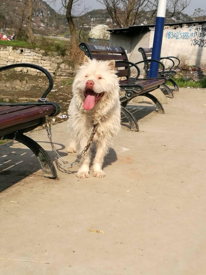 最新黑色魅力，凉山猎犬的狩猎之选