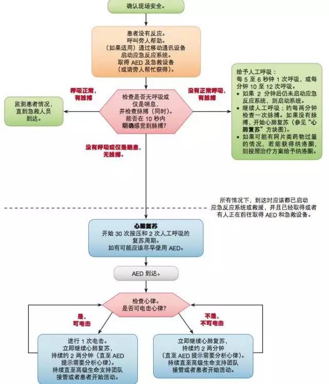 掌握最新CPR流程，护航生命之路的安全