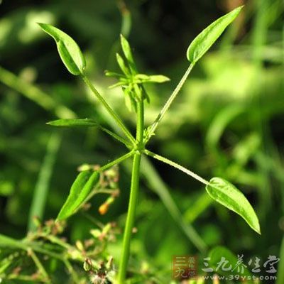 茜草最新价格与市场趋势解析