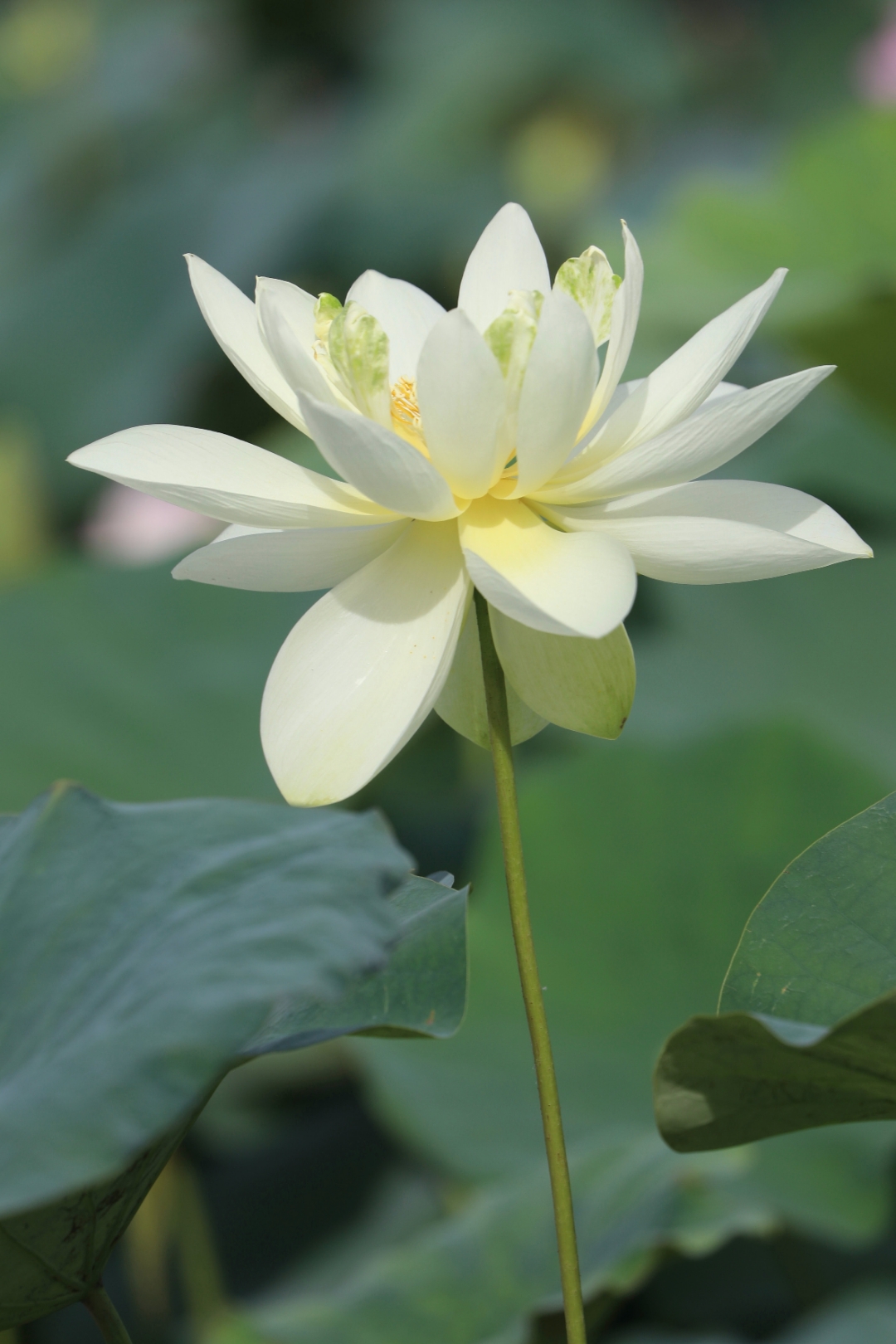 下载白莲花，深度探索与启示之旅